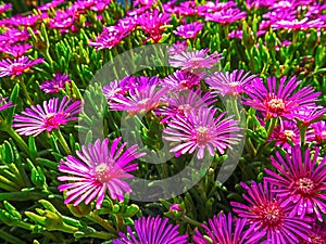 Delosperma flowers horizontal