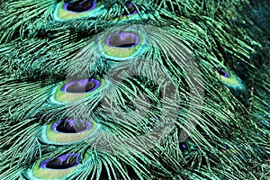 Close up view in detail of peacock Tail Feather