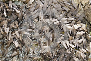 swarm of winged termites