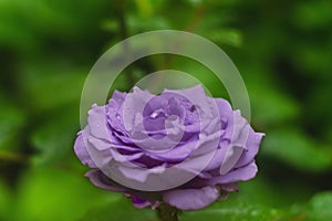 Close-Up View of a Dew-Covered Purple Rose in Bloom Against a Green Blurred Background