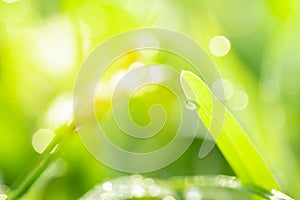 Close up view of dew drops on green grass in the morning