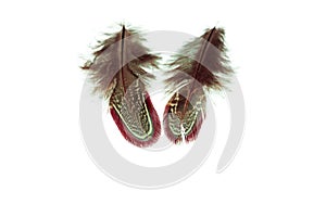 Close up view of different colour feathers isolated on white background.