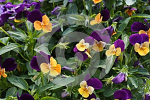 Close-up view of different viola flowers in the sunny day. group of pansies in the garden