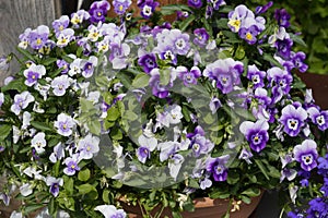 Close-up view of different viola flowers in the sunny day. group of pansies in the garden