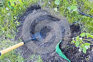 Close up view of digging ground with shovel for planting raspberry bush in garden.