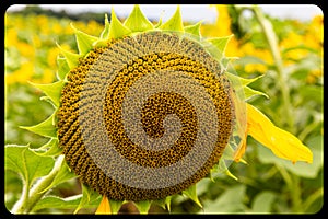 Close up view of the disc florets  of sunflower