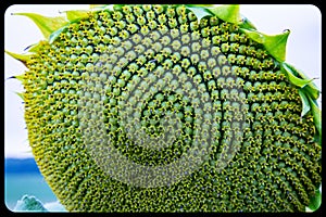 Close up view of of the disc florets of sunflower