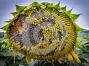 Close up view of of disc florets of sunflower