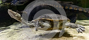 Close-up view of a diving Northern snake-necked turtle