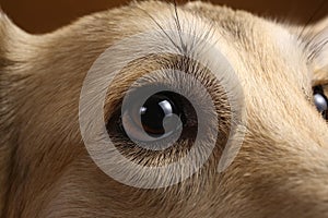 Close-up view at dog`s eye in studio on brown background with copy space