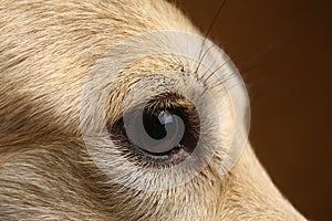 Close-up view at dog`s eye in studio on brown background with copy space