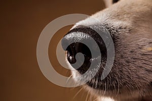 Close-up view at dog`s nose in studio on brown background with copy space