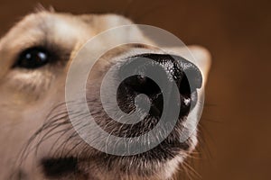 Close-up view at dog`s nose in studio on brown background with copy space