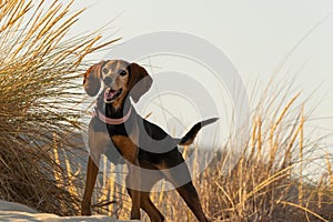 Close up view of a dog standing at the beach.