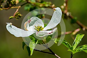 Close-up View of a Dogwood Flower