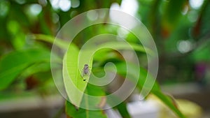 Close up view of Domestic fly, sitting on green leaf. Vector of contagious disease, two wings fly species.