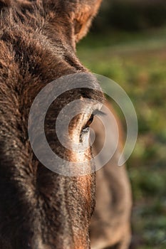 Close-up view of a donkey eye looking away while standing in nature.