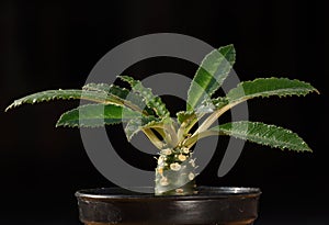 Close-up view of dorstenia cactus on black background photo