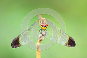 Close up view of a dragonfly