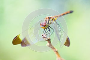 Close up view of a dragonfly