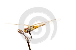 Perching dragonfly