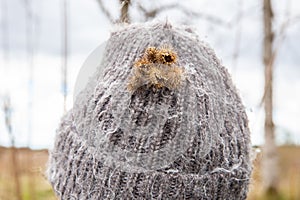 Close up view of dried Arctium lappa burdock burrs stuck on person wool hat in spring.