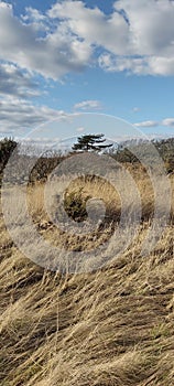 Close up view of dried grass with sky and clouds as background