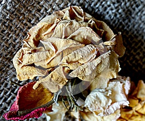 Close up view of dried rose flower on a jute canvas.