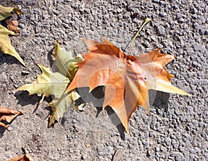 Autumn leaves on pavement background