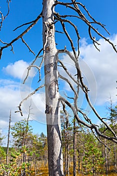 Close-up view at dry stem of tree, swampland