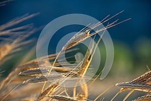 Ears of organic spelt Triticum spelta in a field at dawn, Hautes-Alpes, France