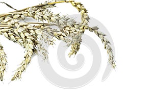 Close up view of ears of wheat isolated on white background.