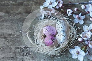 Close up view of an Easter nest with white and pink freckled and spring tree branches on wooden background