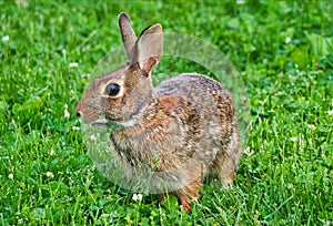 Close Up View Of Eastern Cottontail Rabbit