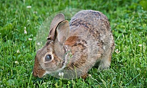 Close Up View Of Eastern Cottontail Rabbit