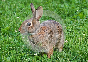 Close Up View Of Eastern Cottontail Rabbit Eating Clover