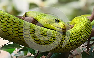 Close-up view of an Eastern Green Mamba