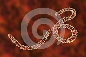 Close-up view of Ebola virus with glycoprotein spikes on its surface