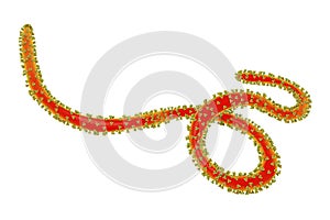 Close-up view of Ebola virus with glycoprotein spikes on its surface photo