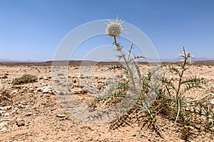 Close-up view of an echinops spinosissimus or globe thistle growing in the dry desert of Morocco