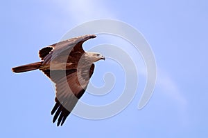 A close up view of an egale on the sky