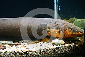 Close up view of electric eel inside thick glass aquarium