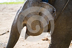 Close up view of elephant head. Mammal big animal