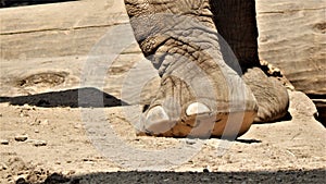 Close up view of elephants feet in sand at the milwaukee county zoo in WI