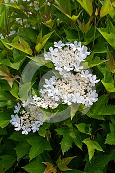 Close up view of the emerging new buds and blossoms on a compact cranberry bush