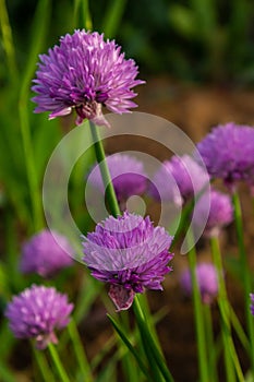 Close up view of emerging purple buds and blossoms on edible chives plants allium schoenoprasum