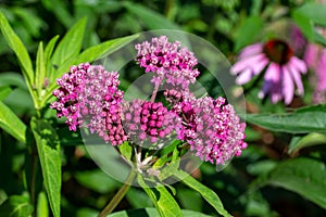 Close-up view of emerging rosy pink blossoms and buds on a swamp milkweed plant photo