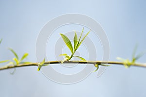 Close up view of the end of a weeping willow branch with newly sprouted leaves