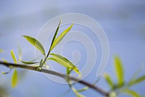 Close up view of the end of a weeping willow branch with newly sprouted leaves