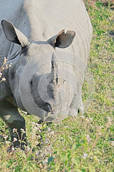 Close up view of endemic and endangered indian one horned rhino or greater one horned rhinoceros rhinoceros unicornis